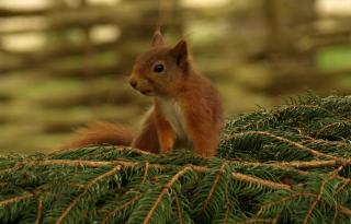 red squirrel (courtesy of Christopher Sutherland)